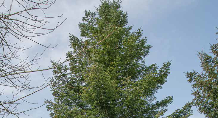 Hoher grüner Nadelbaum vor blauem Himmel mit vereinzelten Wolken